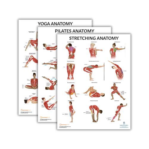 Anatomy Lab Yoga, Pilates, and Stretching Anatomy Poster Set - 3 PACK LAMINATED, Anatomy and Physiology Poster, 17.3 x 22.5 Inches, Stretching Exercise Chart Posters for Wall - color: Yoga + Pilates + Stretching