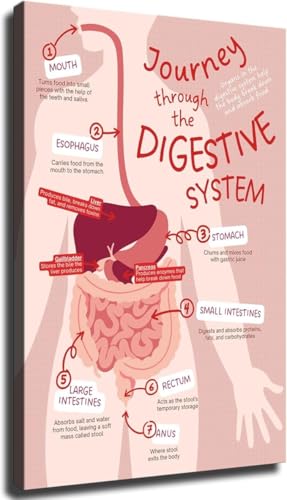 Science Education Poster - Human Digestive System Chart Canvas Wall-Art - Anatomy Learning Decor for Classroom and Study Space(Framed,12x18inch(30x45cm)) - color: Framed, size: 12x18inch(30x45cm)