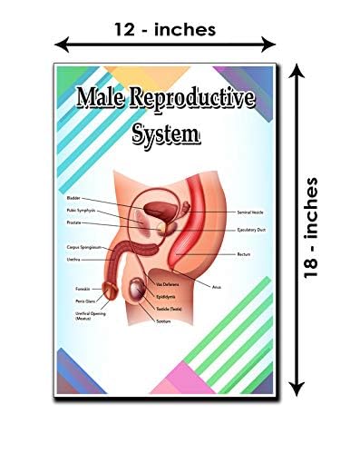 Male Reproductive System Poster Quote Motivational Educational Inspirational School Elementary Homeschool 12-Inches by 18-Inches Print Wall Art CAP00128,Classroom