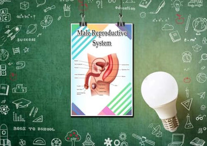 Male Reproductive System Poster Quote Motivational Educational Inspirational School Elementary Homeschool 12-Inches by 18-Inches Print Wall Art CAP00128,Classroom