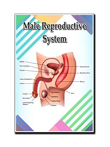 Male Reproductive System Poster Quote Motivational Educational Inspirational School Elementary Homeschool 12-Inches by 18-Inches Print Wall Art CAP00128,Classroom