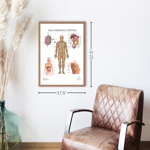 11 PACK Human Body Systems Anatomy Poster Set, LAMINATED, Anatomy and Physiology, 17.3 x 22.5 Inches, Body System Diagram, Anatomical Charts for Education Learning and Students