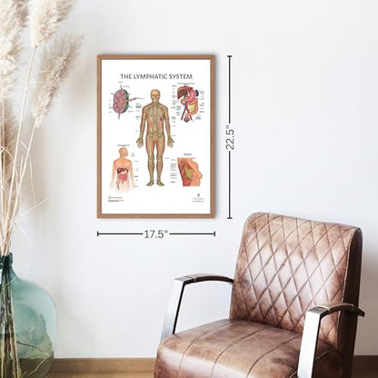 11 PACK Human Body Systems Anatomy Poster Set, LAMINATED, Anatomy and Physiology, 17.3 x 22.5 Inches, Body System Diagram, Anatomical Charts for Education Learning and Students