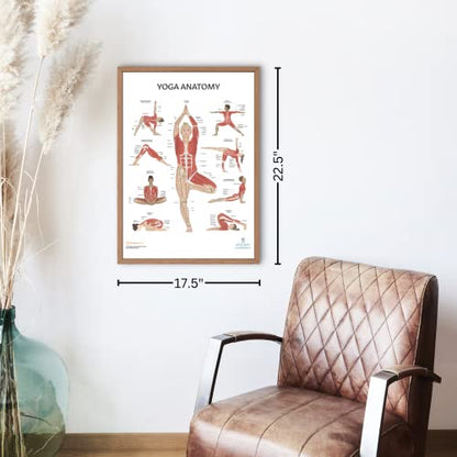 Anatomy Lab Stretching and Yoga Anatomy Poster Set - 2 Pack Laminated, 17.3 x 22.5 Inches, Illustrated Yoga Chart - color: Stretching + Yoga