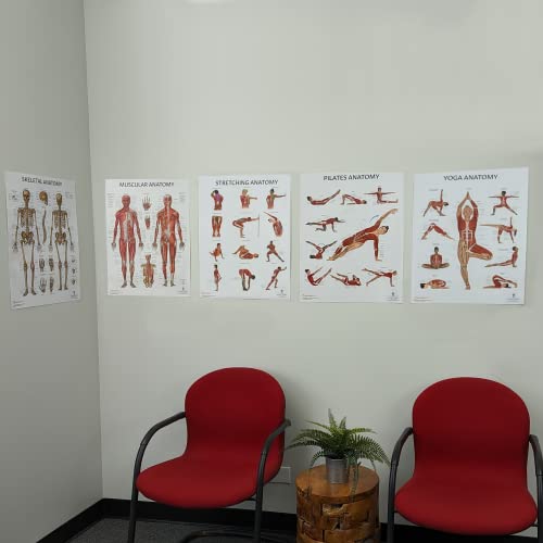 Anatomy Lab Muscular, Skeletal, Yoga, Stretching, and Pilates, Anatomy and Physiology Poster - 5 PACK LAMINATED 17.3 x 22.5 Inches, Stretching Exercise Chart, Anatomy and Physiology - color: Muscular + Skeletal + Yoga + Stretching + Pilates