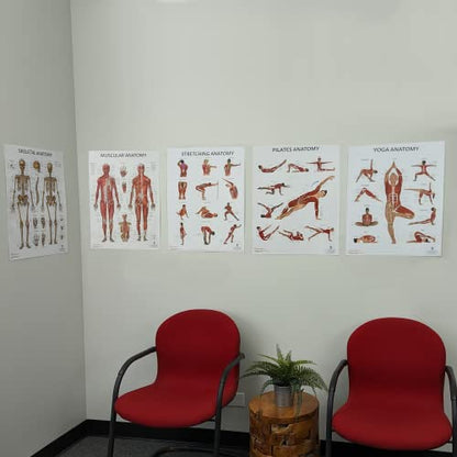 Anatomy Lab Muscular, Skeletal, Yoga, Stretching, and Pilates, Anatomy and Physiology Poster - 5 PACK LAMINATED 17.3 x 22.5 Inches, Stretching Exercise Chart, Anatomy and Physiology - color: Muscular + Skeletal + Yoga + Stretching + Pilates