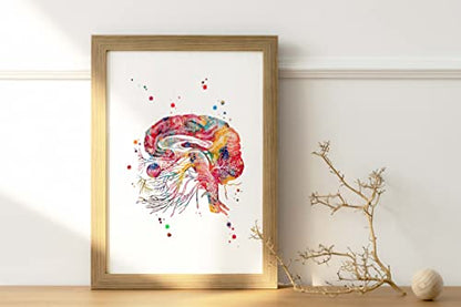 Watercolor Brain Cranial Nerves Brainstem Diagram Illustration Art Print for Neurology Classroom Display, Biology Lab Inspiration, Medical Office Study Desk Dorm Science Wall Art, Med Student Neurologist Anatomy Teacher Science Enthusiast Graduation Neura
