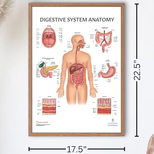 11 PACK Human Body Systems Anatomy Poster Set, LAMINATED, Anatomy and Physiology, 17.3 x 22.5 Inches, Body System Diagram, Anatomical Charts for Education Learning and Students