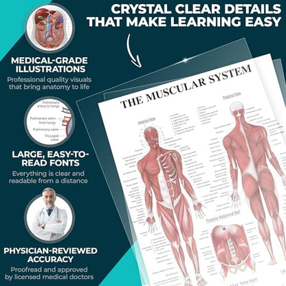12-Pack Laminated Anatomy Posters for Wall – Educational Human Body Systems Charts for Students, Classrooms & Medical Office Decor - Includes Muscular, Skeletal, Nervous & More, Size 17”x27”