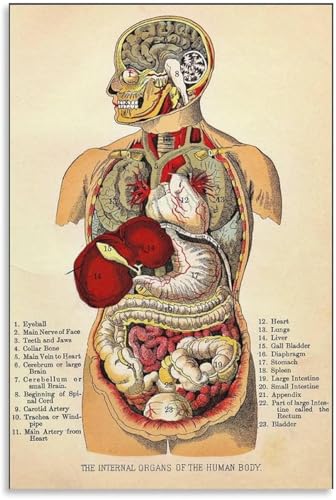 PWIGAAHTW Vintage Human Anatomy Organs Chart Canvas Wall Art Medical Science Decor for Study Room and Bedroom Unframed,12x18inch(30x45cm) - color: Unframed, size: 12x18inch(30x45cm)