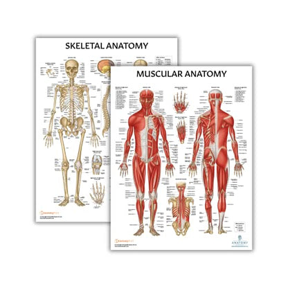 Anatomy Lab Muscular and Skeletal Anatomy Poster Set -2 PACK LAMINATED, Anatomy and Physiology Poster, 17.3 x 22.5 Inches, Muscles Diagram, Human Anatomy Poster - color: Muscular + Skeletal