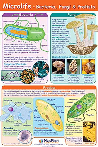 NewPath Learning Life on Earth Posters, Set/6 (Six Kingdoms, Plants, Photosynthesis/Respiration, Animals, Ecosystems/Food Chains/Food Webs, Microlife) - Laminated, Full-Color, 23" x 35" (34-9703)