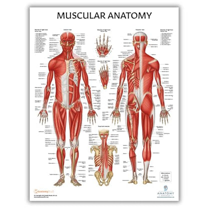 Anatomy Lab Human Anatomical Poster Set - Laminated 4-Pack of Muscular, Skeletal, Nervous Systems, and Brain Posters, Tear-Resistant, Study Aid with 856 Labels for Learning