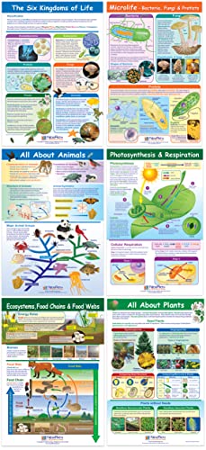NewPath Learning Life on Earth Posters, Set/6 (Six Kingdoms, Plants, Photosynthesis/Respiration, Animals, Ecosystems/Food Chains/Food Webs, Microlife) - Laminated, Full-Color, 23" x 35" (34-9703)
