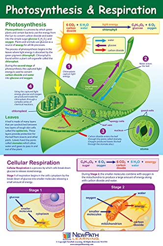 NewPath Learning Life on Earth Posters, Set/6 (Six Kingdoms, Plants, Photosynthesis/Respiration, Animals, Ecosystems/Food Chains/Food Webs, Microlife) - Laminated, Full-Color, 23" x 35" (34-9703)