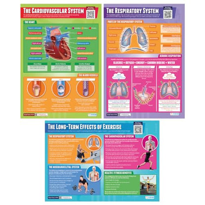 Daydream Education Applied Anatomy & Physiology Posters - Set of 9 - EXTRA LARGE 33” x 23.5” - Laminated - Includes Interactive Quizzes - PE Middle & High School Classroom Decor - Wall Charts