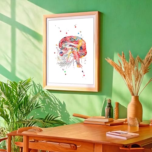 Watercolor Brain Cranial Nerves Brainstem Diagram Illustration Art Print for Neurology Classroom Display, Biology Lab Inspiration, Medical Office Study Desk Dorm Science Wall Art, Med Student Neurologist Anatomy Teacher Science Enthusiast Graduation Neura