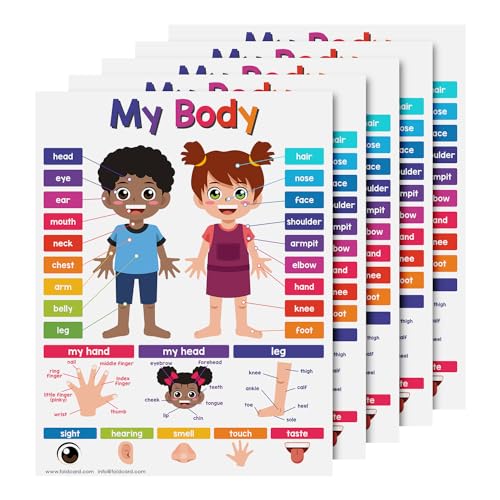 FoldCard My Body Chart Educational Poster 8.5x11 5pk | Glossy cardstock; bright classroom decorations; preschool-grade 1 learning aid for kids & school supplies - color: My Body