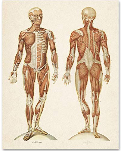 Human Muscular System - Front and Back View - Classic Anatomy Office Decor, School Nurse Science Decoration, Vintage Gift for Medical Students, Nurse and Doctors, 11x14 Unframed Art Print Poster