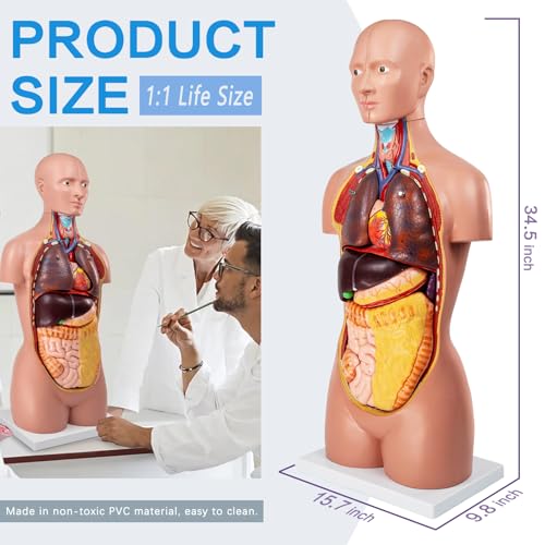 12 Pcs Removable Human Body Anatomical Model, 34.5 inch Human Torso Anatomy Model with Heart Head Skull Brain Liver Lungs Model for Medical Student, Lab Classroom Use