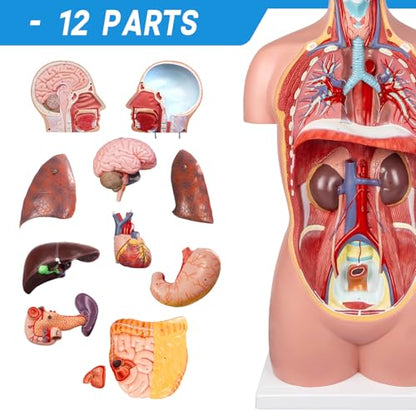 12 Pcs Removable Human Body Anatomical Model, 34.5 inch Human Torso Anatomy Model with Heart Head Skull Brain Liver Lungs Model for Medical Student, Lab Classroom Use
