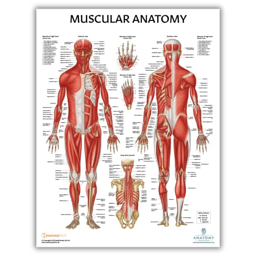 Anatomy Lab Muscular, Skeletal, Yoga, Stretching, and Pilates, Anatomy and Physiology Poster - 5 PACK LAMINATED 17.3 x 22.5 Inches, Stretching Exercise Chart, Anatomy and Physiology - color: Muscular + Skeletal + Yoga + Stretching + Pilates
