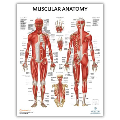 Anatomy Lab Muscular, Skeletal, Yoga, Stretching, and Pilates, Anatomy and Physiology Poster - 5 PACK LAMINATED 17.3 x 22.5 Inches, Stretching Exercise Chart, Anatomy and Physiology - color: Muscular + Skeletal + Yoga + Stretching + Pilates