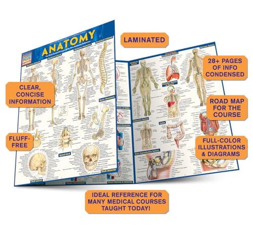 Anatomy: QuickStudy Laminated Reference Guide (Quickstudy Academic)