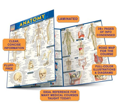 Anatomy: QuickStudy Laminated Reference Guide (Quickstudy Academic)