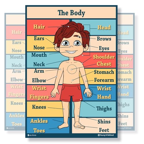 XXXL Learning Human Body Anatomy educational Plastic poster for classroom kids teaching tool Young N Refined (42x60) - color: Body, size: 42x60