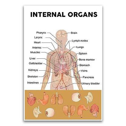 Internal Human Organ Diagram Poster - Educational School Poster For Elementary Middle Classroom - 12 x 18 Inch Unframed Poster - Premium Poster On 100lb Gloss Paper - Printed In The USA FHJP1095