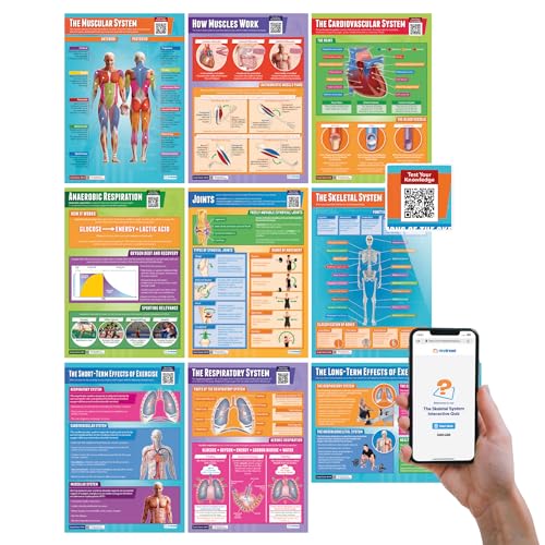 Daydream Education Applied Anatomy & Physiology Posters - Set of 9 - EXTRA LARGE 33” x 23.5” - Laminated - Includes Interactive Quizzes - PE Middle & High School Classroom Decor - Wall Charts