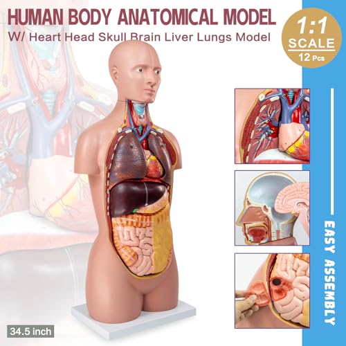 12 Pcs Removable Human Body Anatomical Model, 34.5 inch Human Torso Anatomy Model with Heart Head Skull Brain Liver Lungs Model for Medical Student, Lab Classroom Use