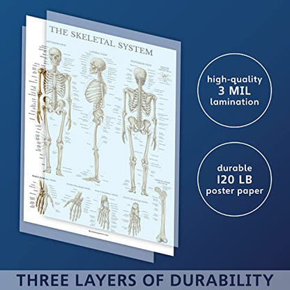 Palace Learning Skeletal System Anatomical Chart - LAMINATED - Human Skeleton Anatomy Poster (18" x 24")