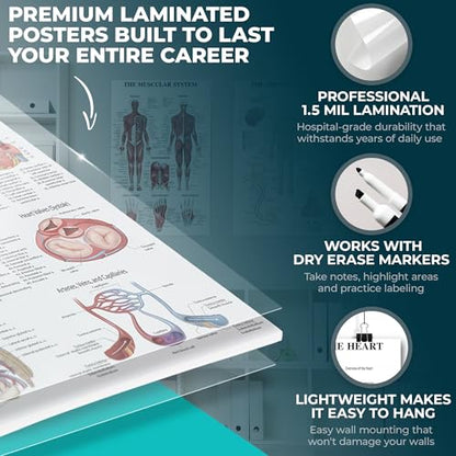 12-Pack Laminated Anatomy Posters for Wall – Educational Human Body Systems Charts for Students, Classrooms & Medical Office Decor - Includes Muscular, Skeletal, Nervous & More, Size 17”x27”