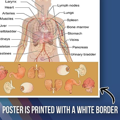 Internal Human Organ Diagram Poster - Educational School Poster For Elementary Middle Classroom - 12 x 18 Inch Unframed Poster - Premium Poster On 100lb Gloss Paper - Printed In The USA FHJP1095