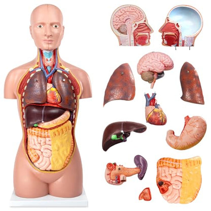 12 Pcs Removable Human Body Anatomical Model, 34.5 inch Human Torso Anatomy Model with Heart Head Skull Brain Liver Lungs Model for Medical Student, Lab Classroom Use