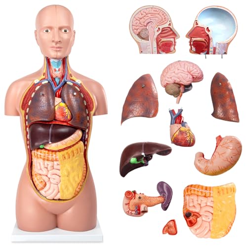 12 Pcs Removable Human Body Anatomical Model, 34.5 inch Human Torso Anatomy Model with Heart Head Skull Brain Liver Lungs Model for Medical Student, Lab Classroom Use