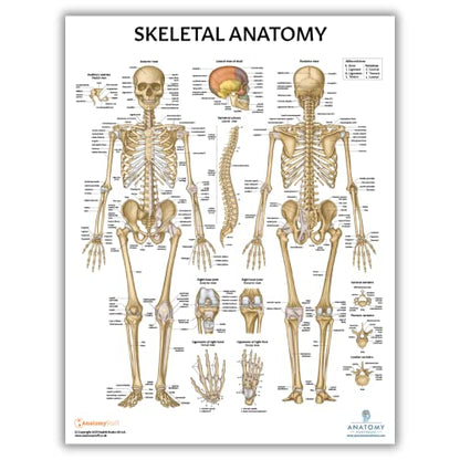 Anatomy Lab Muscular and Skeletal Anatomy Poster Set -2 PACK LAMINATED, Anatomy and Physiology Poster, 17.3 x 22.5 Inches, Muscles Diagram, Human Anatomy Poster - color: Muscular + Skeletal