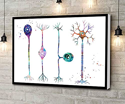 Canvas Wall Art Four Types Of Neurons,Anatomy Medical Art,Colorful Watercolor Biology Artwork Wall Art for Living Room Bedroom Bathroom Room Office Decor Framed 12''x18' - color: white 3, size: 18"L x 12"W