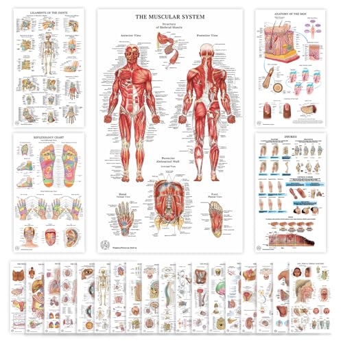 23 Human Anatomy Posters and Charts - 18x30, Medical Posters, Anatomy of the Skull, Injury, Breast, Skin, Ligaments of The Joints, Circulatory, Skeletal, Reproductive, Muscular, Injuries, Nervous Systems, Spine, Brain, Ear, Nose & Throat, Heart, Eye, Teet