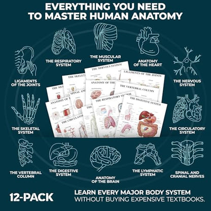 12-Pack Laminated Anatomy Posters for Wall – Educational Human Body Systems Charts for Students, Classrooms & Medical Office Decor - Includes Muscular, Skeletal, Nervous & More, Size 17”x27”