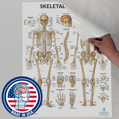 Anatomy Lab Muscular and Skeletal Anatomy Poster Set -2 PACK LAMINATED, Anatomy and Physiology Poster, 17.3 x 22.5 Inches, Muscles Diagram, Human Anatomy Poster - color: Muscular + Skeletal