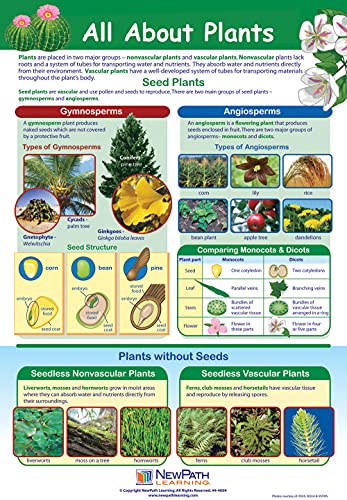 NewPath Learning Life on Earth Posters, Set/6 (Six Kingdoms, Plants, Photosynthesis/Respiration, Animals, Ecosystems/Food Chains/Food Webs, Microlife) - Laminated, Full-Color, 23" x 35" (34-9703)