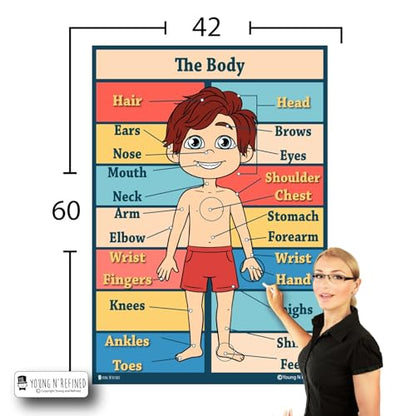 XXXL Learning Human Body Anatomy educational Plastic poster for classroom kids teaching tool Young N Refined (42x60) - color: Body, size: 42x60