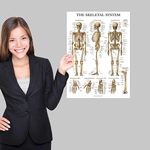 Palace Learning Skeletal System Anatomical Chart - LAMINATED - Human Skeleton Anatomy Poster (18" x 24")