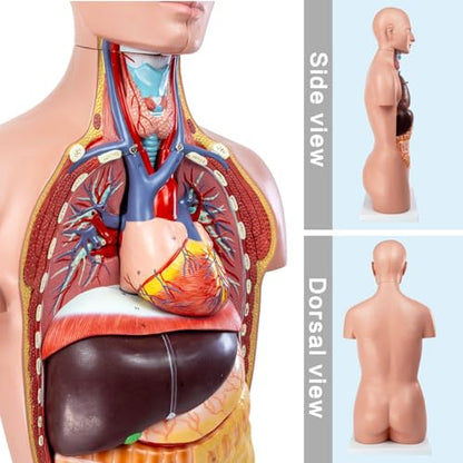 12 Pcs Removable Human Body Anatomical Model, 34.5 inch Human Torso Anatomy Model with Heart Head Skull Brain Liver Lungs Model for Medical Student, Lab Classroom Use
