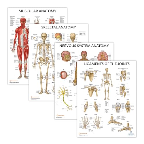Anatomy Lab Muscular, Skeletal, Nervous Systems and Ligaments of the Joints Human Anatomy Poster Set - 4 PACK LAMINATED 17.3 x 22.5 Inches, Body Systems Bundle, Anatomy and Physiology