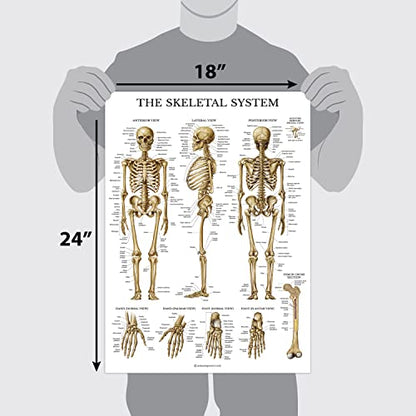 Palace Learning Skeletal System Anatomical Chart - LAMINATED - Human Skeleton Anatomy Poster (18" x 24")