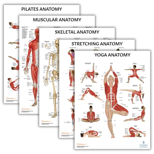 Anatomy Lab Muscular, Skeletal, Yoga, Stretching, and Pilates, Anatomy and Physiology Poster - 5 PACK LAMINATED 17.3 x 22.5 Inches, Stretching Exercise Chart, Anatomy and Physiology - color: Muscular + Skeletal + Yoga + Stretching + Pilates